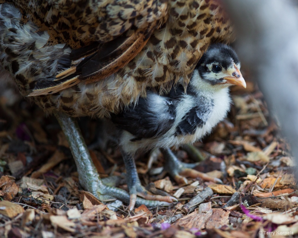 2 Week Old chicken Under Mom