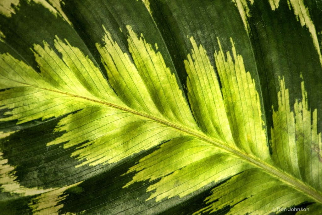 Green Leaf Patterns 3-0 F LR 1-27-19 J123