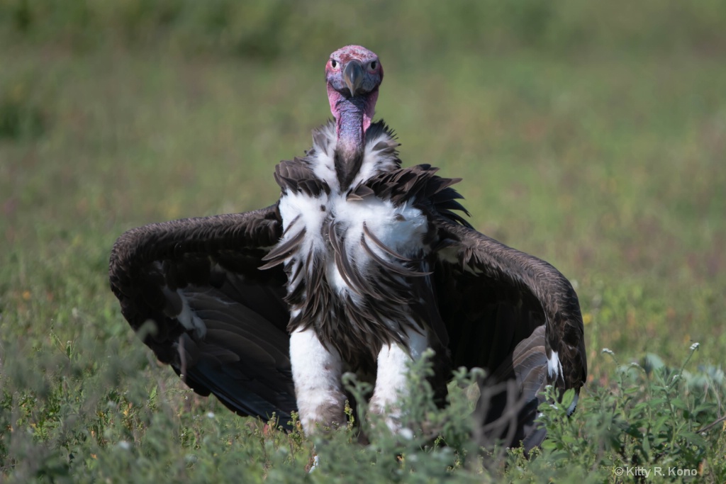 Lappit Vulture