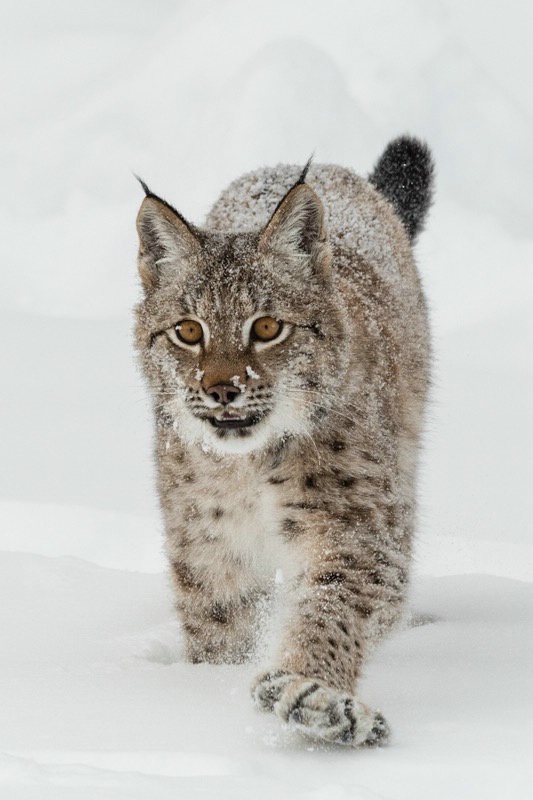 Siberian Lynx in Snow