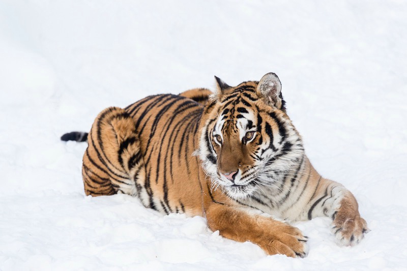 Bengal Tiger in the Snow