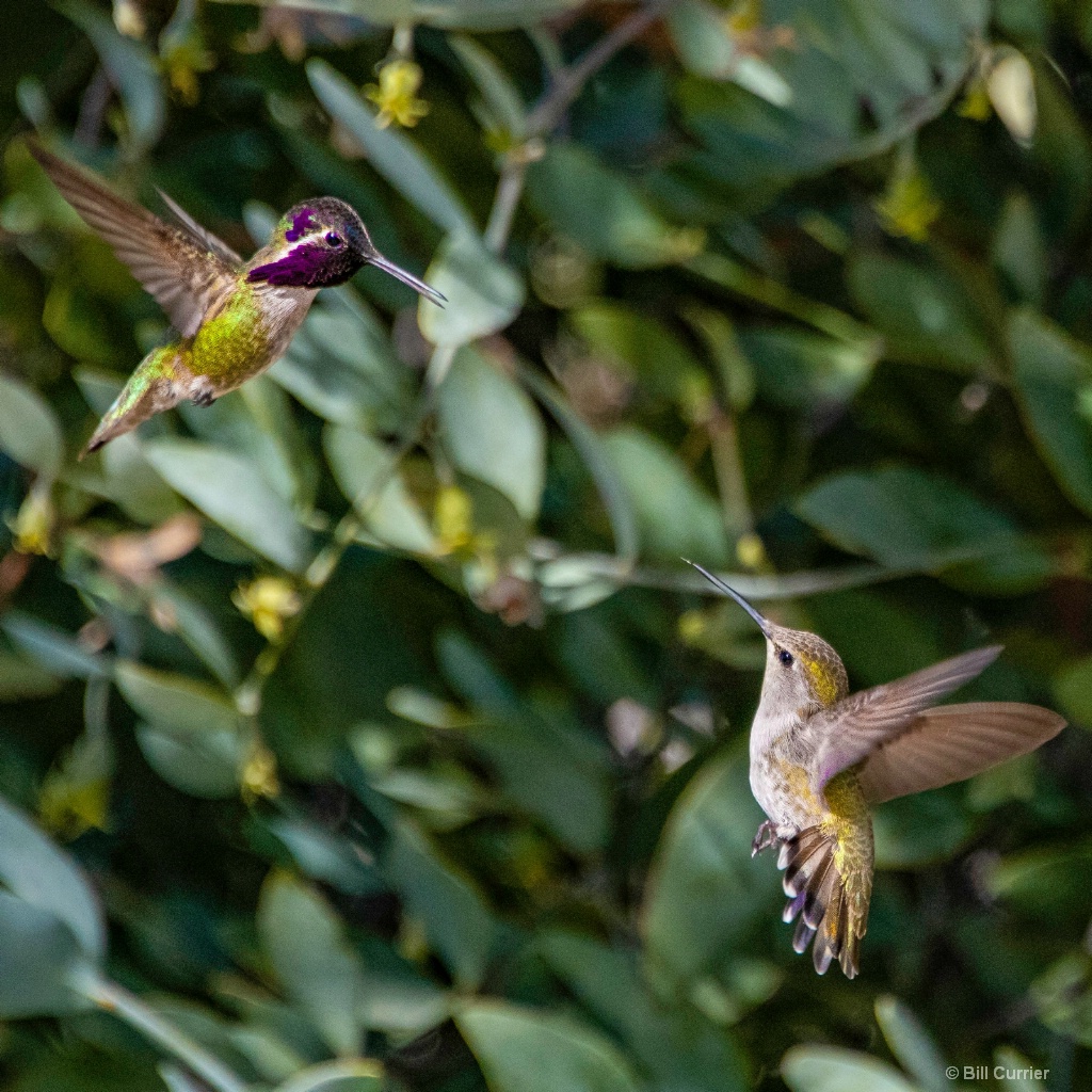 Anna's Hummingbird's Courtship