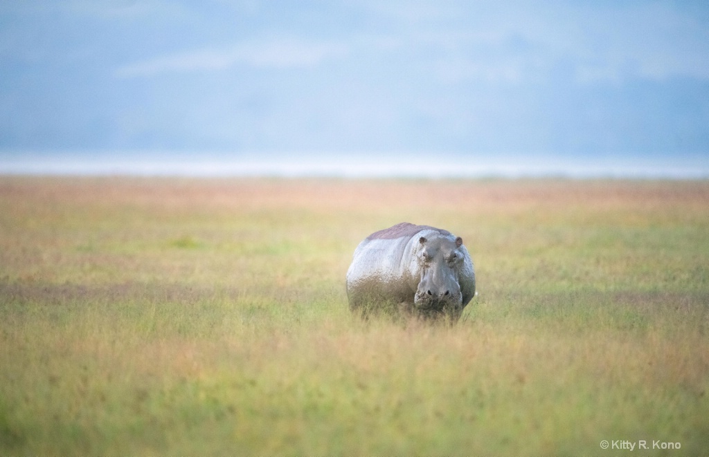 Hippo in the Morning in Ngorongoro Crater