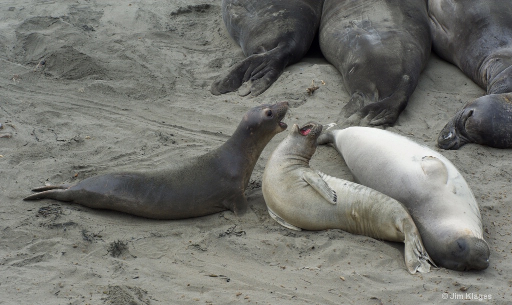 Elephant Seal Duet