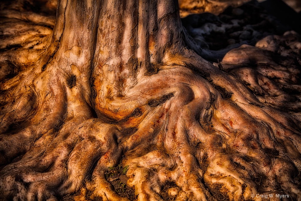 Medusa Roots