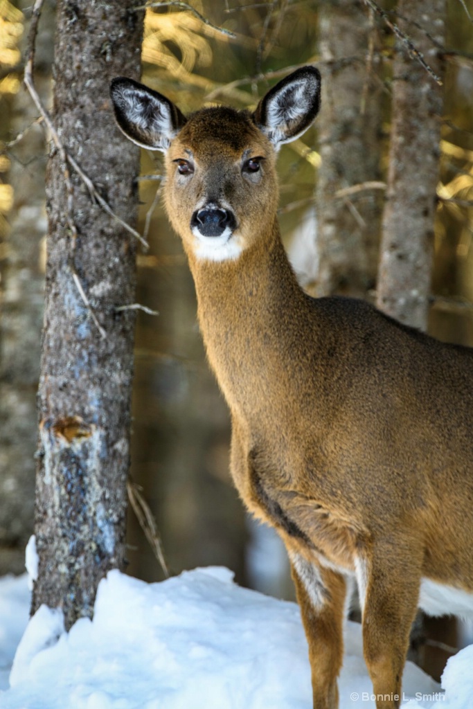 Deer 2