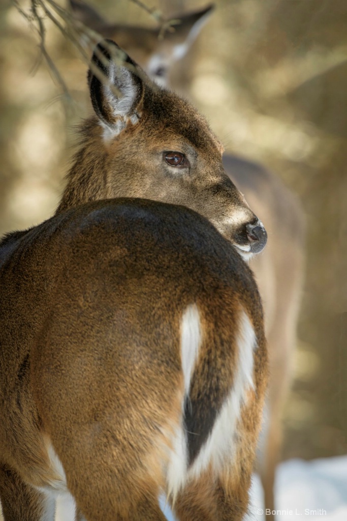 Whitetail