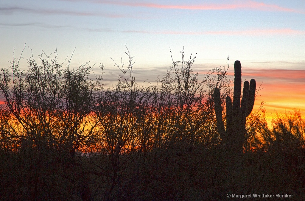Arizona Sunset through Bushes and Saguaro Cactus