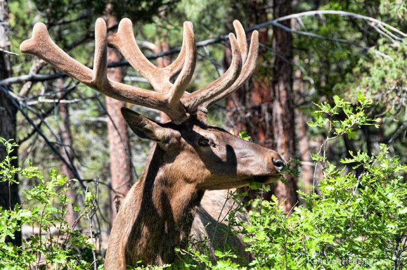 Elk in Profile