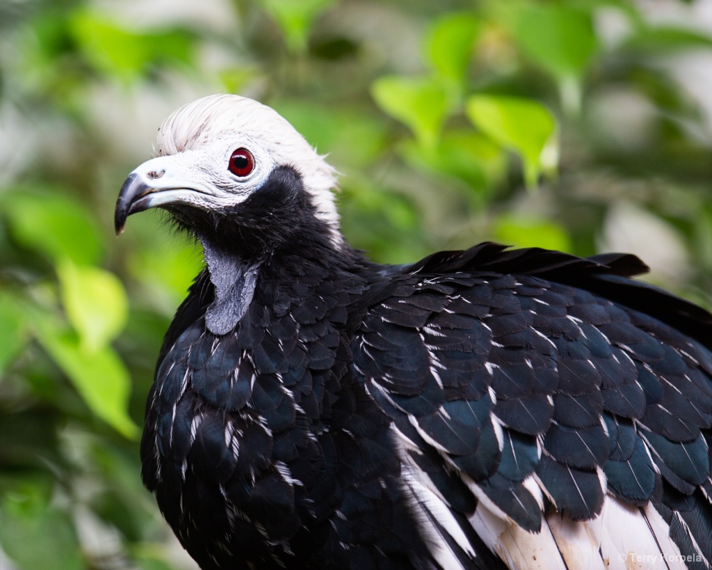 Blue-throated Piping Guan