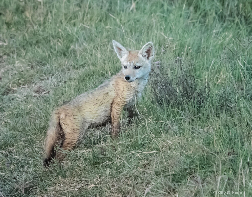 Baby Jackal in the Morning Dew 1