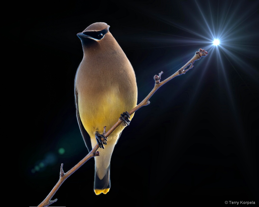 Cedar Waxwing