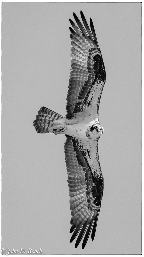 66