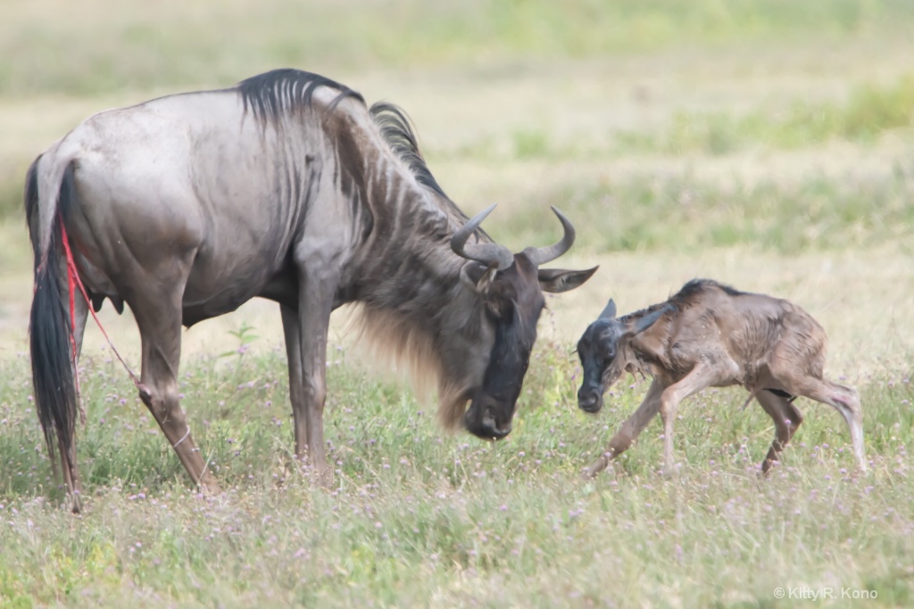 Baby Wildebeest is up after just minutes