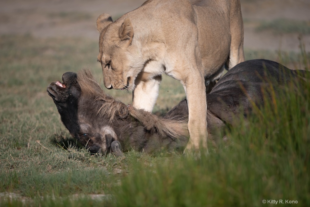 Lion About To Drag Wildebeest