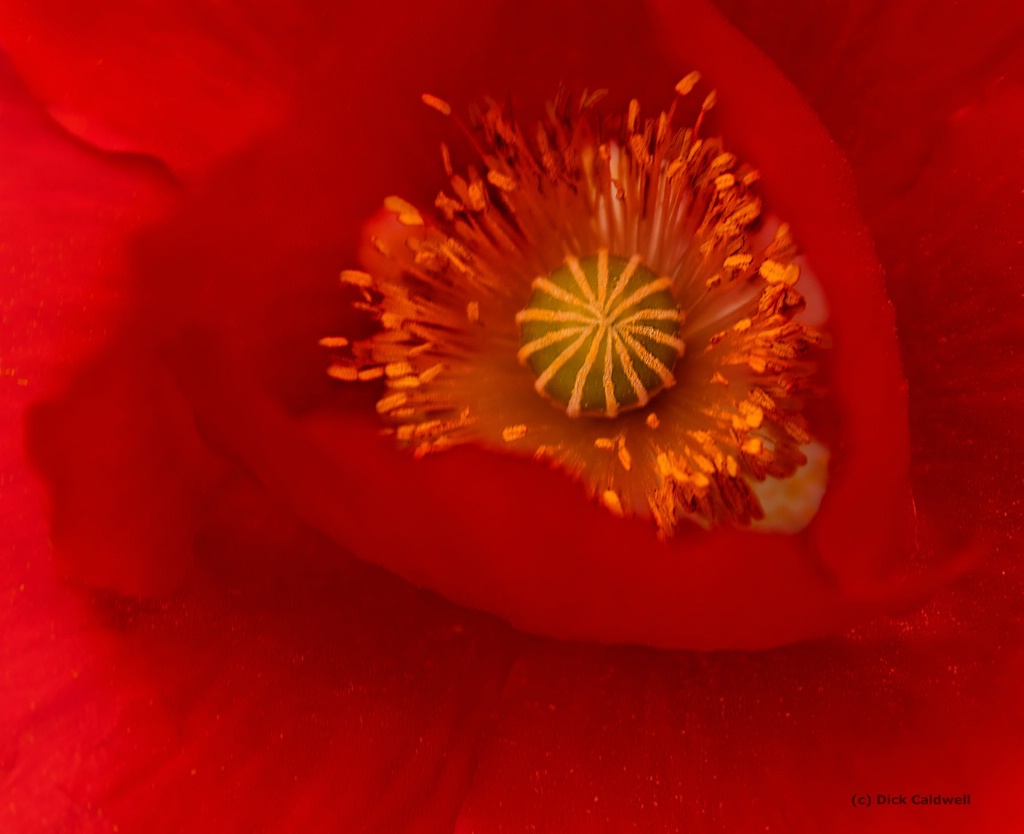 Red poppy in Castroville, TX by Dick Caldwell