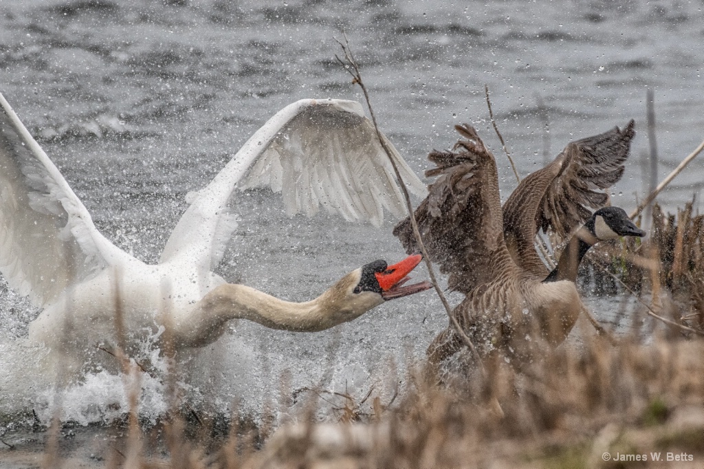 A Swan protecting its territory.