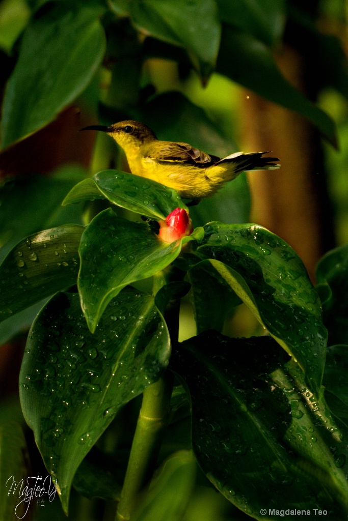 Sunbird Perch