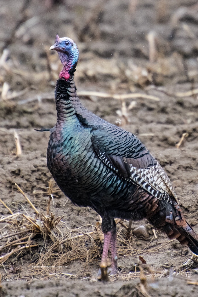 Turkey and His Beautiful Colors!
