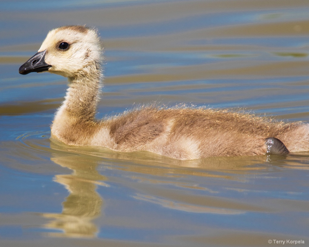 Gosling