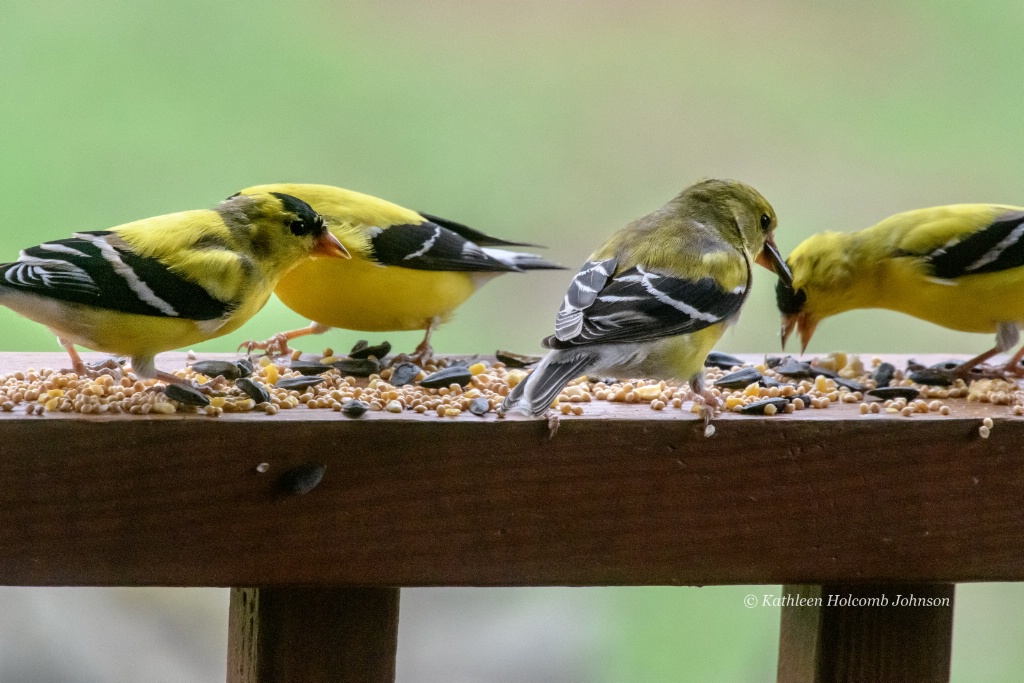 Northern Goldfinch Gang!