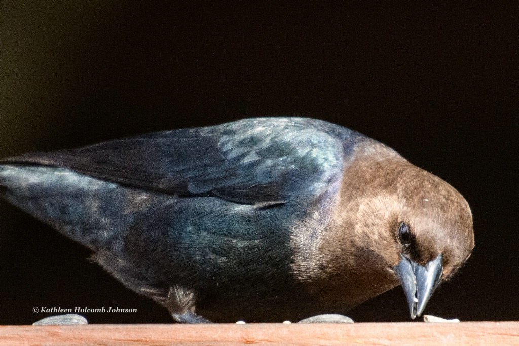 Cow Bird Chowing!