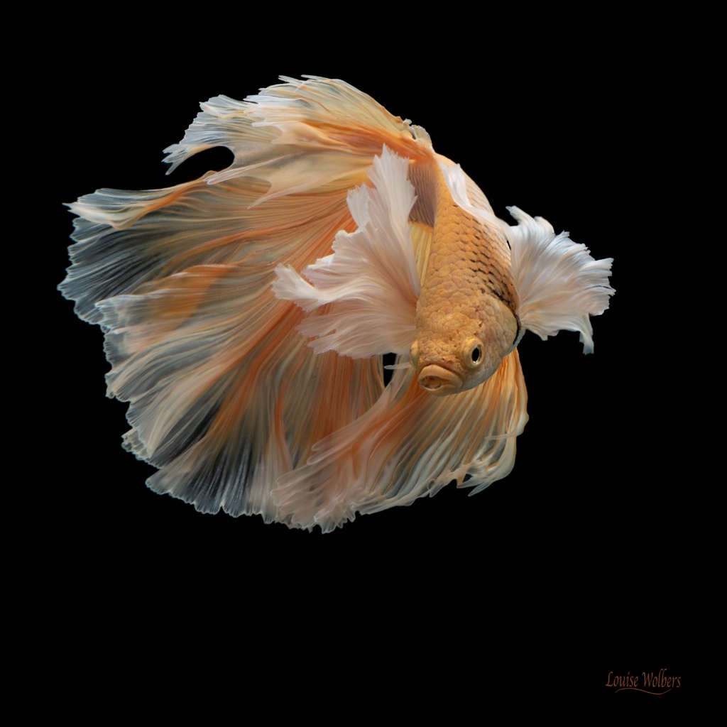 Golden Betta 1