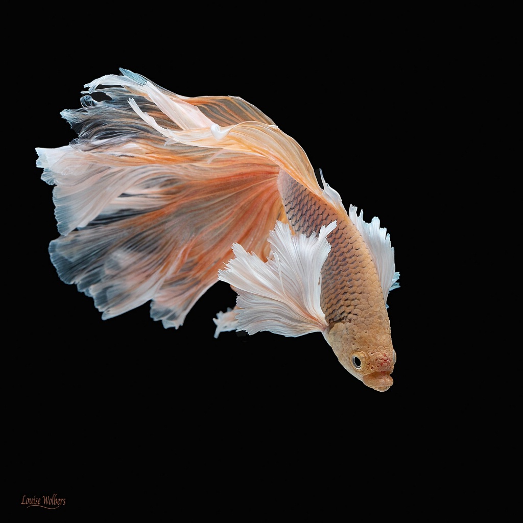 Golden Betta 7