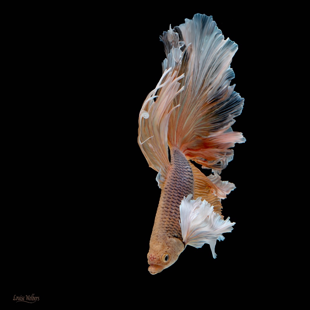 Golden Betta 8