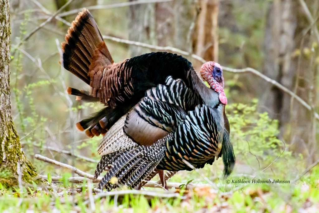 In all His Glory!