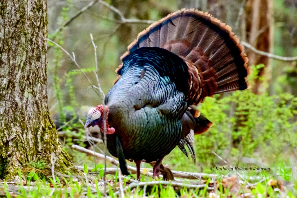 Strutting His Stuff!