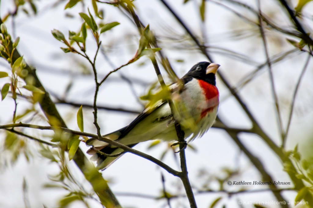 Pretty Boy in a Tree!
