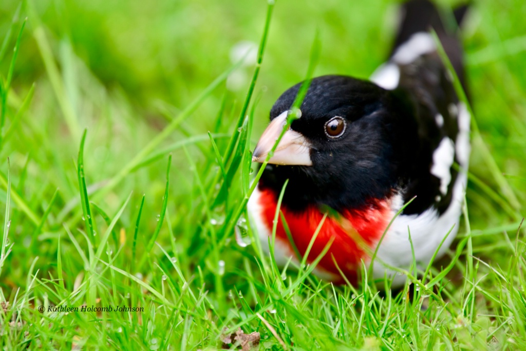 Beautiful Bird!
