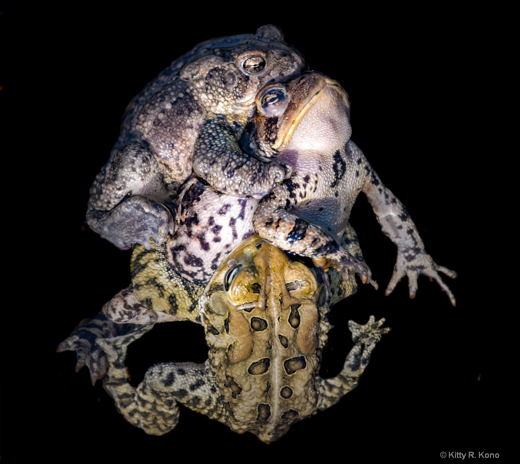 Toads in Love Under Water