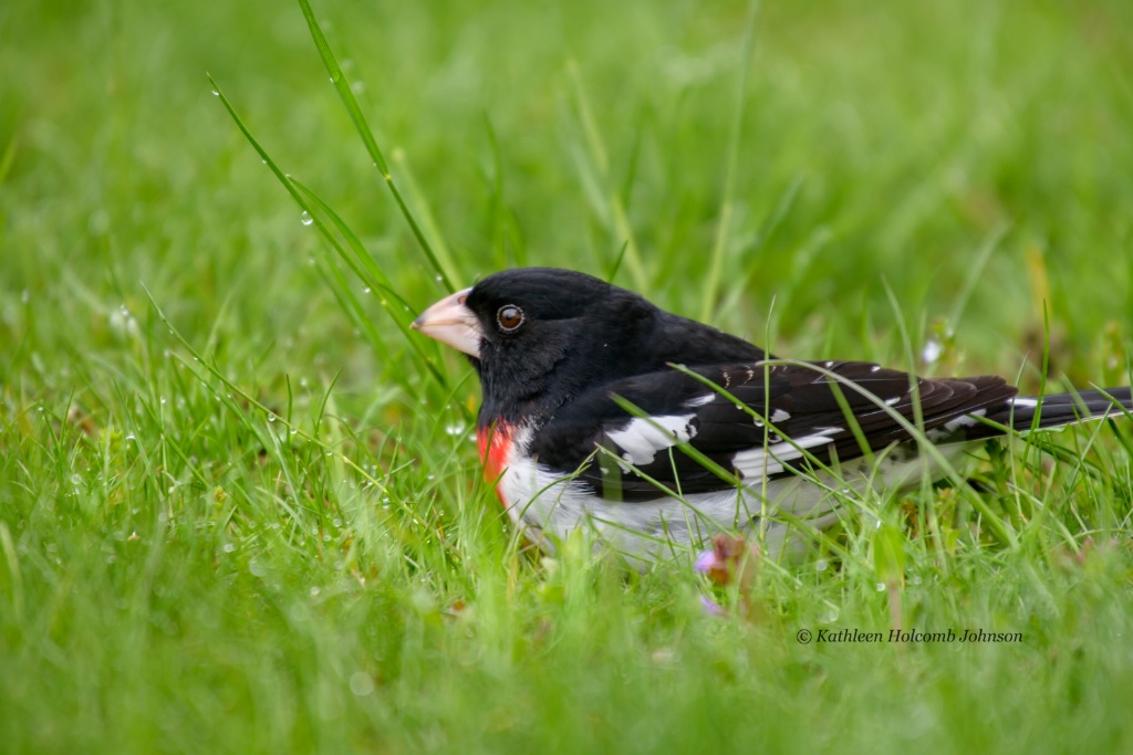Enjoying The Wet Grass!