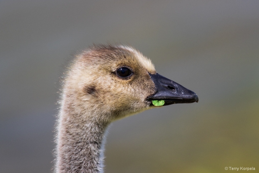 33 Day Old Gosling