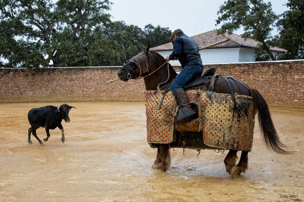 Testing Of The Cow 2