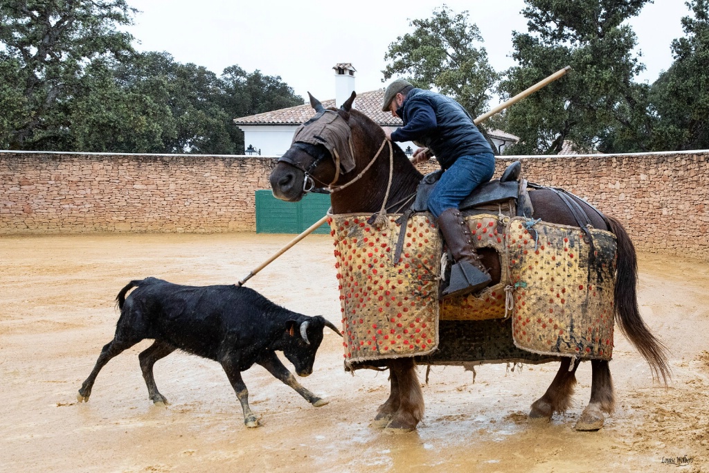 Testing Of The Cow