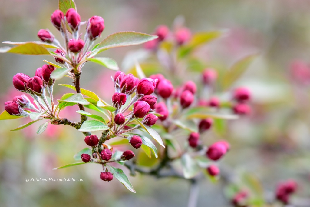 The Buds Of Apple Blossoms!