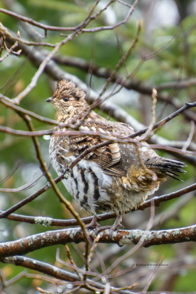 Partridge (Grouse) in a Tree!