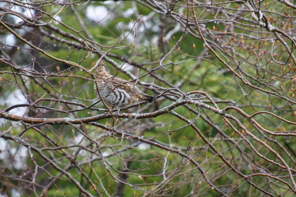 Partridge (Grouse)-Fat with Eggs!