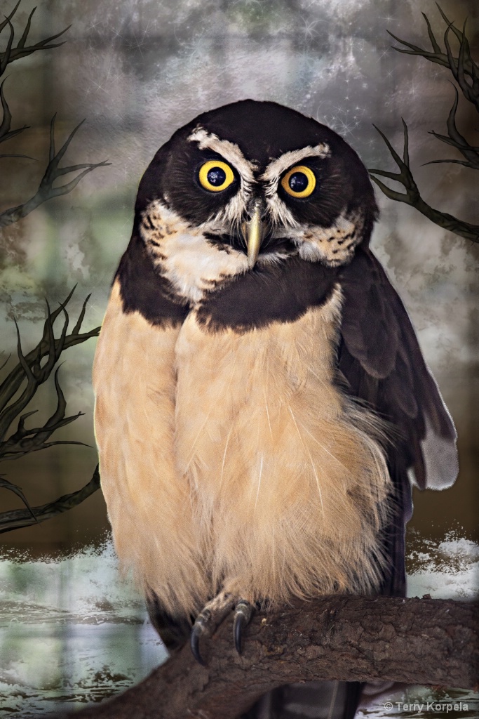 Spectacled Owl