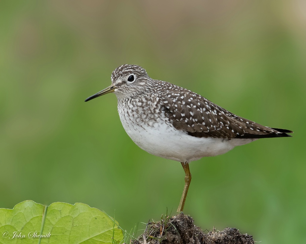 Solitary Sandpiper - May 10th, 2019