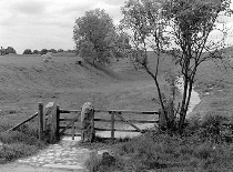 Path and Tree: Overcast in Black and White