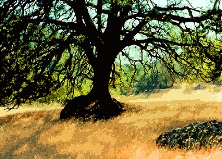 Lone Oak Tree