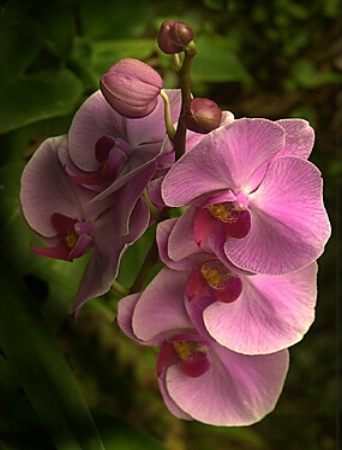 Exotic Orchid