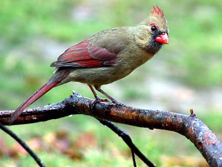 The Female Northern Cardinal