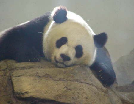 Sleepy Mei Xiang at the National Zoo 