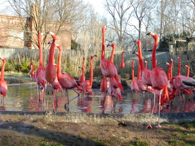 Flamingo morning greetings