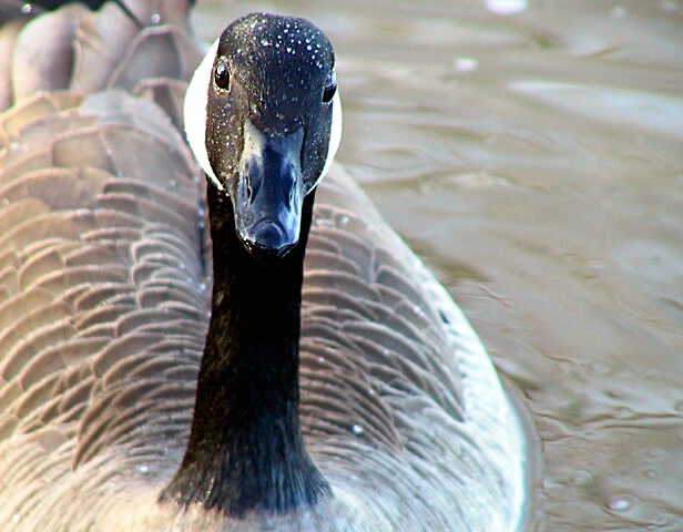 The Goose - ID: 17187 © Rhonda Maurer